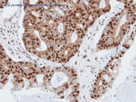 LifeSpan Biosciences LS-C185777 image 2