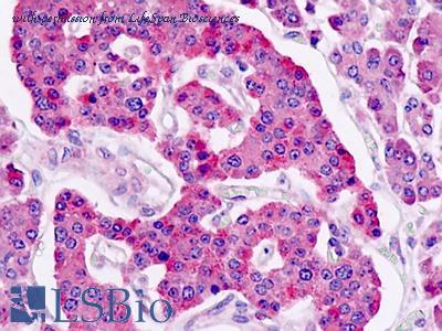 LifeSpan Biosciences LS-A1232 image 1