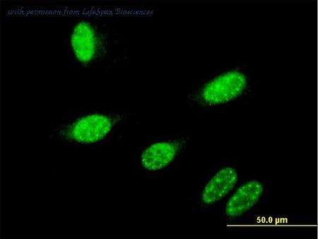 LifeSpan Biosciences LS-C197281 image 2