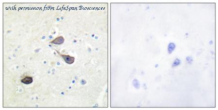 LifeSpan Biosciences LS-C199174 image 1
