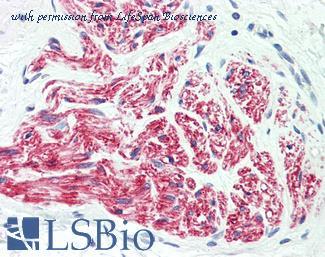 LifeSpan Biosciences LS-B9803 image 1