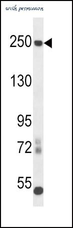 LifeSpan Biosciences LS-B9803 image 2