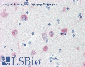 LifeSpan Biosciences LS-B9807 image 1