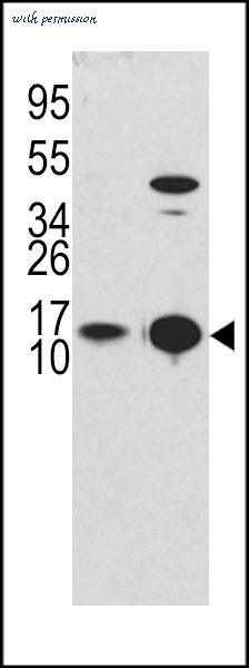 LifeSpan Biosciences LS-B9807 image 2