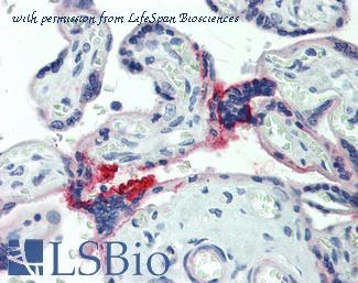 LifeSpan Biosciences LS-B10150 image 1
