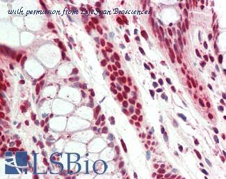 LifeSpan Biosciences LS-B10851 image 1