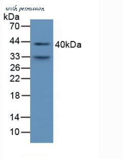 LifeSpan Biosciences LS-C292739 image 1