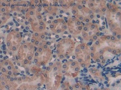 LifeSpan Biosciences LS-C292739 image 2
