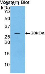 LifeSpan Biosciences LS-C297512 image 1