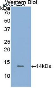 LifeSpan Biosciences LS-C297513 image 1