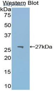 LifeSpan Biosciences LS-C297515 image 1