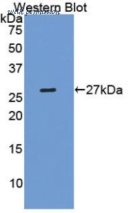 LifeSpan Biosciences LS-C298076 image 1