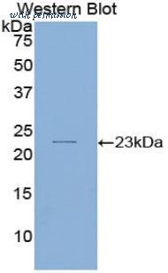 LifeSpan Biosciences LS-C298736 image 1