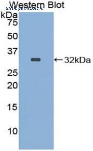 LifeSpan Biosciences LS-C298739 image 1