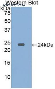 LifeSpan Biosciences LS-C298741 image 1