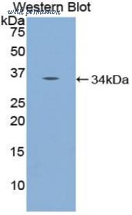 LifeSpan Biosciences LS-C298747 image 1