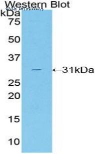 LifeSpan Biosciences LS-C298834 image 1