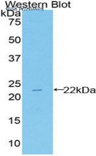 LifeSpan Biosciences LS-C298836 image 1
