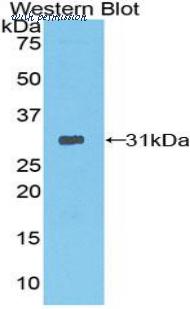 LifeSpan Biosciences LS-C298837 image 1