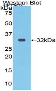 LifeSpan Biosciences LS-C298838 image 1