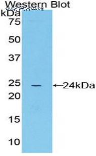 LifeSpan Biosciences LS-C298839 image 1