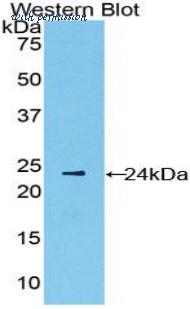 LifeSpan Biosciences LS-C298840 image 1