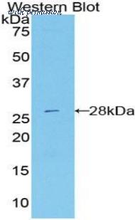 LifeSpan Biosciences LS-C298843 image 1