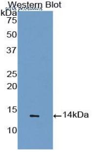 LifeSpan Biosciences LS-C299078 image 1