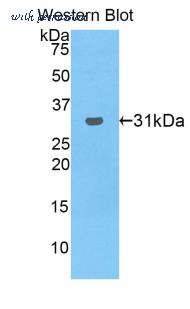 LifeSpan Biosciences LS-C300482 image 1