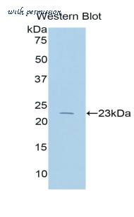 LifeSpan Biosciences LS-C300486 image 1