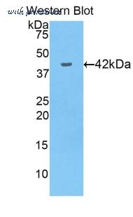 LifeSpan Biosciences LS-C300492 image 1