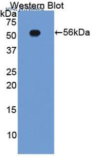 LifeSpan Biosciences LS-C300497 image 1