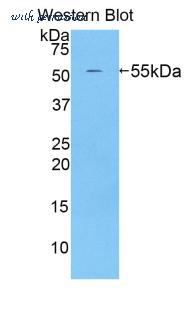 LifeSpan Biosciences LS-C300499 image 1