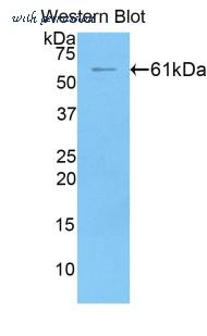 LifeSpan Biosciences LS-C300500 image 1