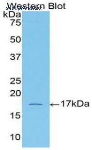 LifeSpan Biosciences LS-C300502 image 1