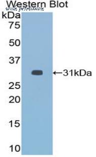 LifeSpan Biosciences LS-C300595 image 1