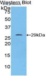 LifeSpan Biosciences LS-C301018 image 1