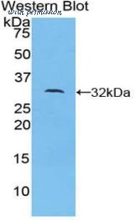 LifeSpan Biosciences LS-C301019 image 1
