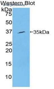 LifeSpan Biosciences LS-C301020 image 1