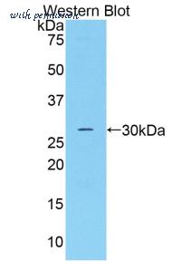 LifeSpan Biosciences LS-C301276 image 1