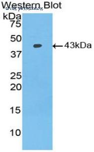 LifeSpan Biosciences LS-C301368 image 1