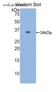 LifeSpan Biosciences LS-C301407 image 1