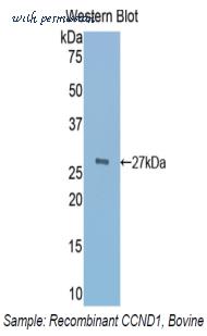 LifeSpan Biosciences LS-C301436 image 1