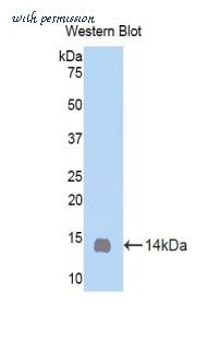 LifeSpan Biosciences LS-C301506 image 1