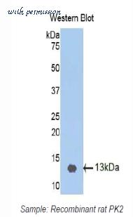 LifeSpan Biosciences LS-C301513 image 1