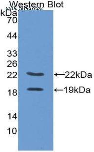 LifeSpan Biosciences LS-C301515 image 1