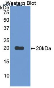 LifeSpan Biosciences LS-C301516 image 1