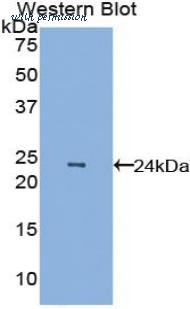 LifeSpan Biosciences LS-C301526 image 1