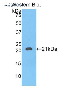 LifeSpan Biosciences LS-C301531 image 1