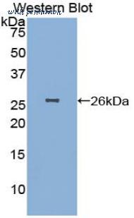 LifeSpan Biosciences LS-C301538 image 1